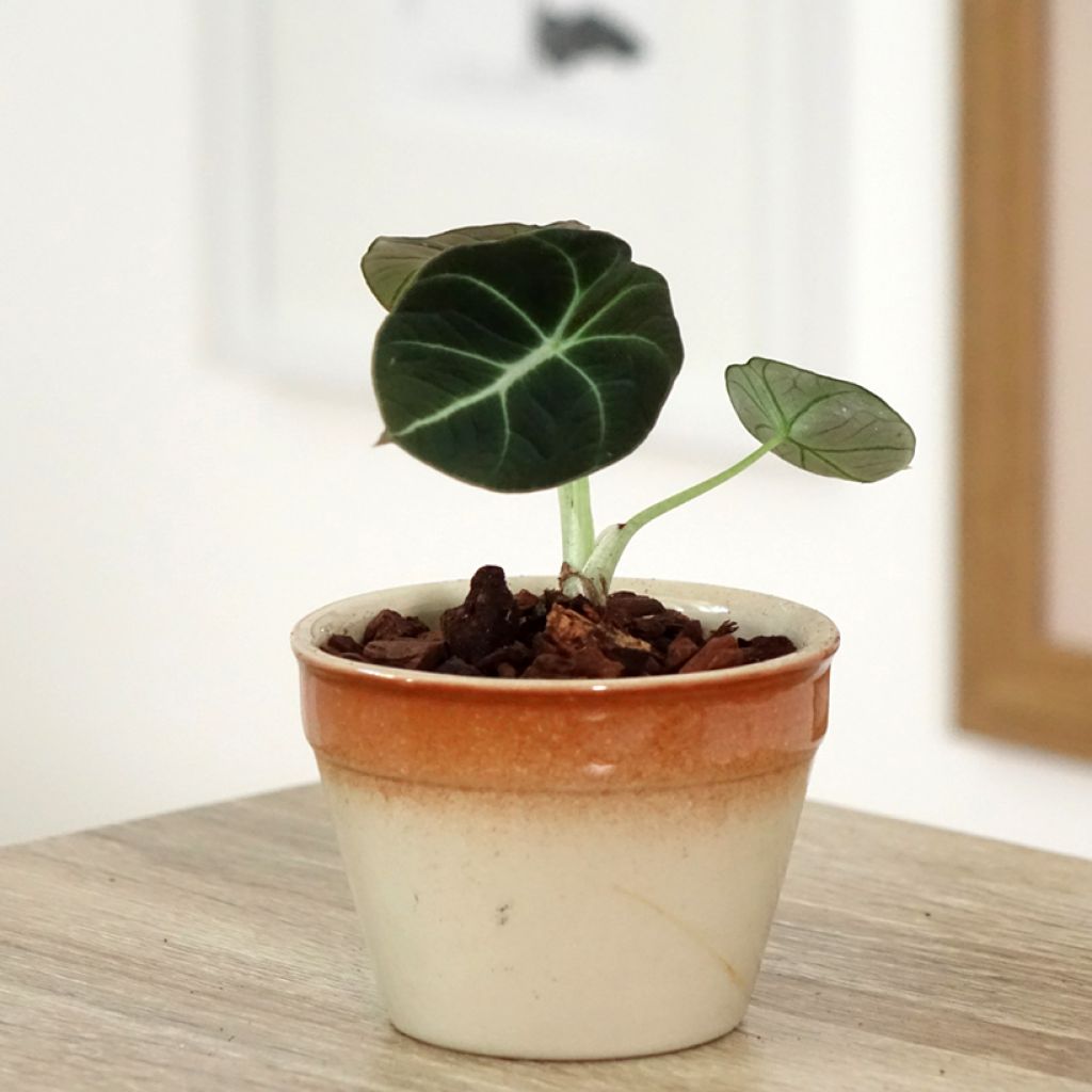 Alocasia Black Velvet - Oreja de elefanteéphant