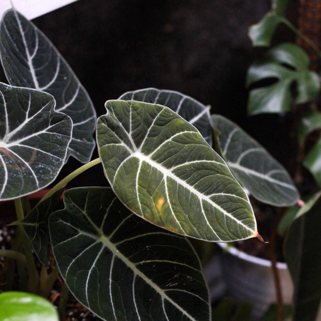 Alocasia Black Velvet - Oreja de elefanteéphant