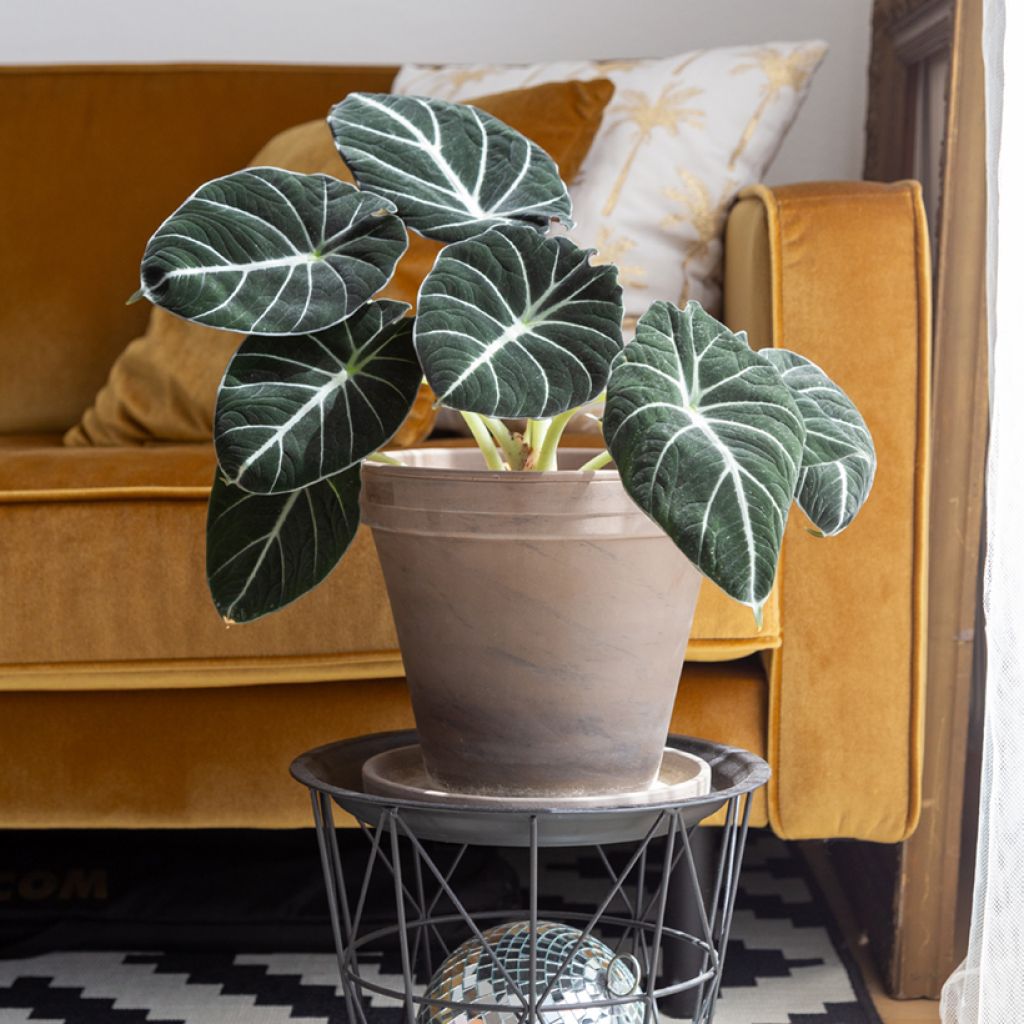 Alocasia Black Velvet - Oreja de elefanteéphant