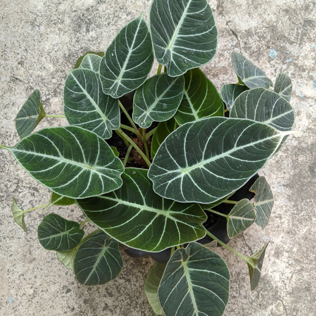 Alocasia Black Velvet - Oreja de elefanteéphant