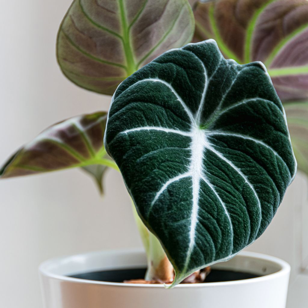 Alocasia Black Velvet - Oreja de elefanteéphant