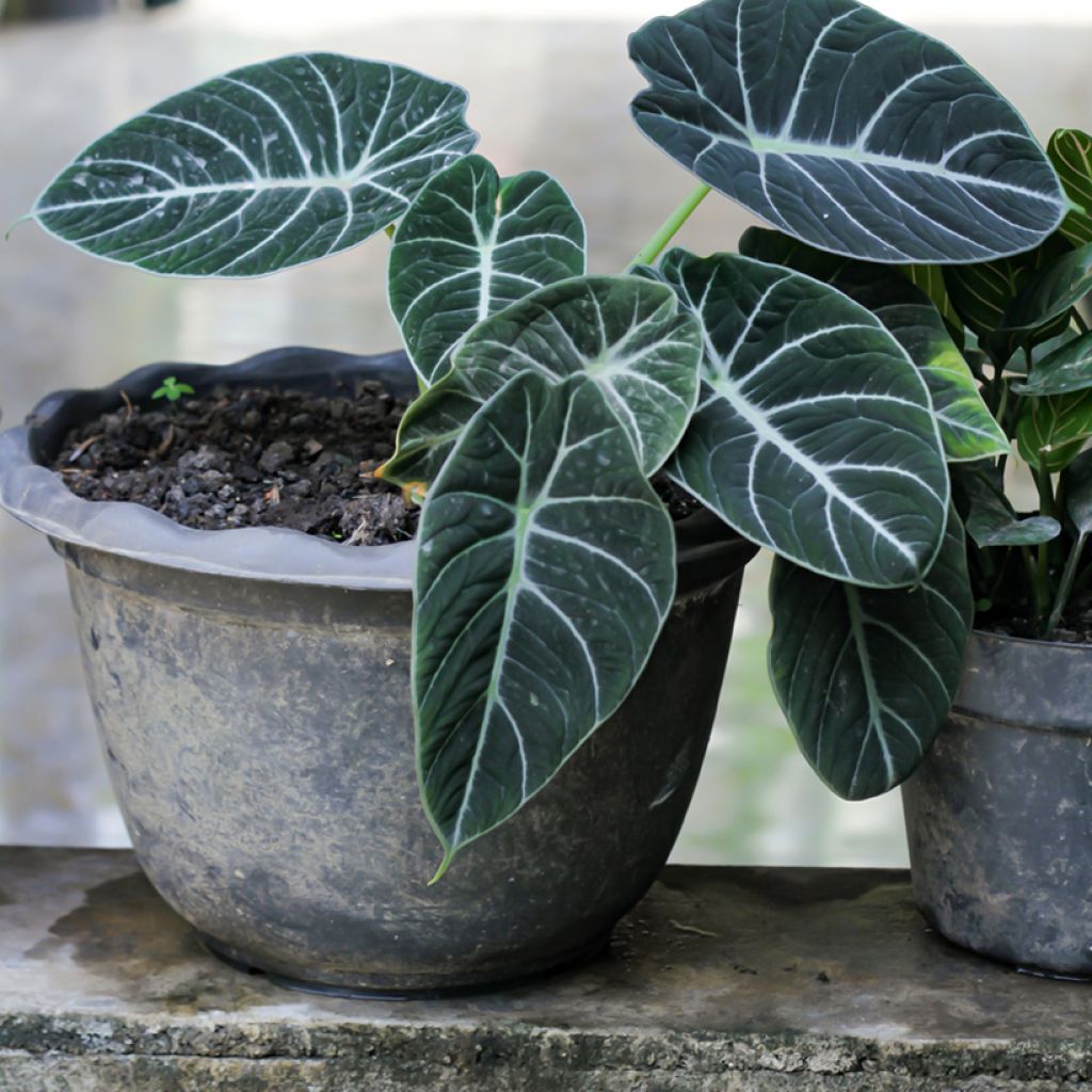 Alocasia Black Velvet - Oreja de elefanteéphant