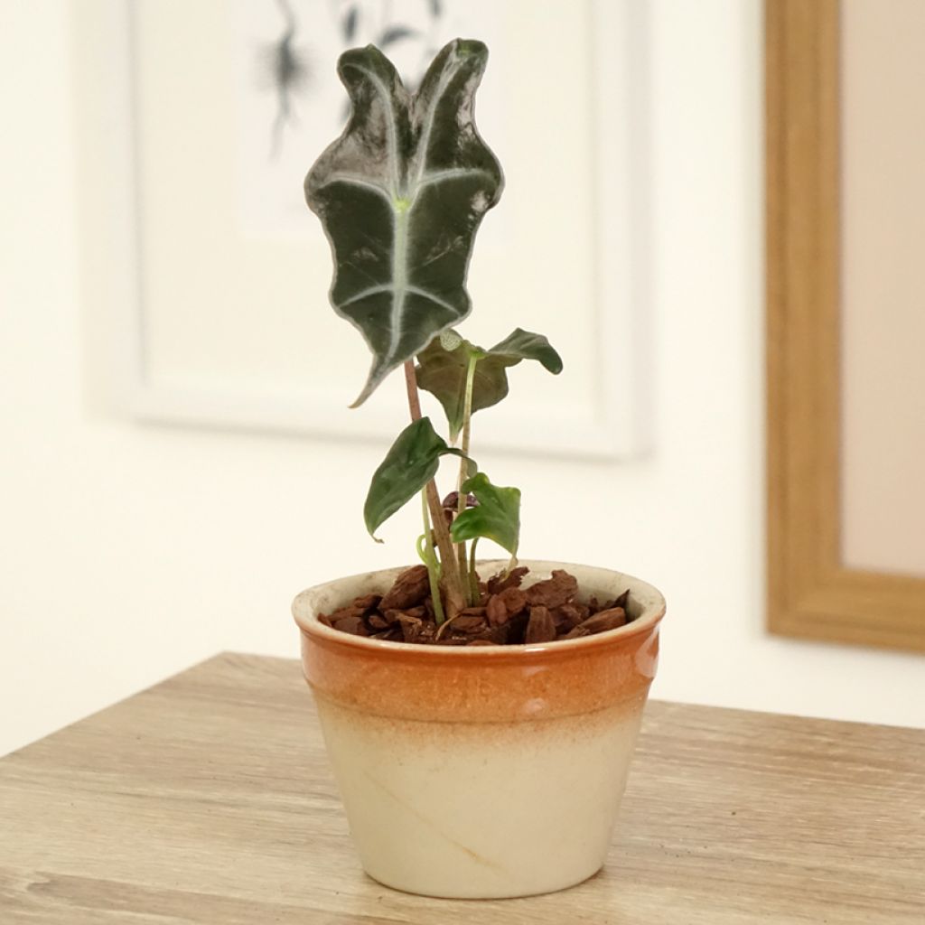Alocasia Curly Bambino - Oreja de elefante