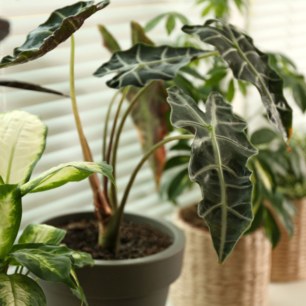 Alocasia Curly Bambino - Oreja de elefante