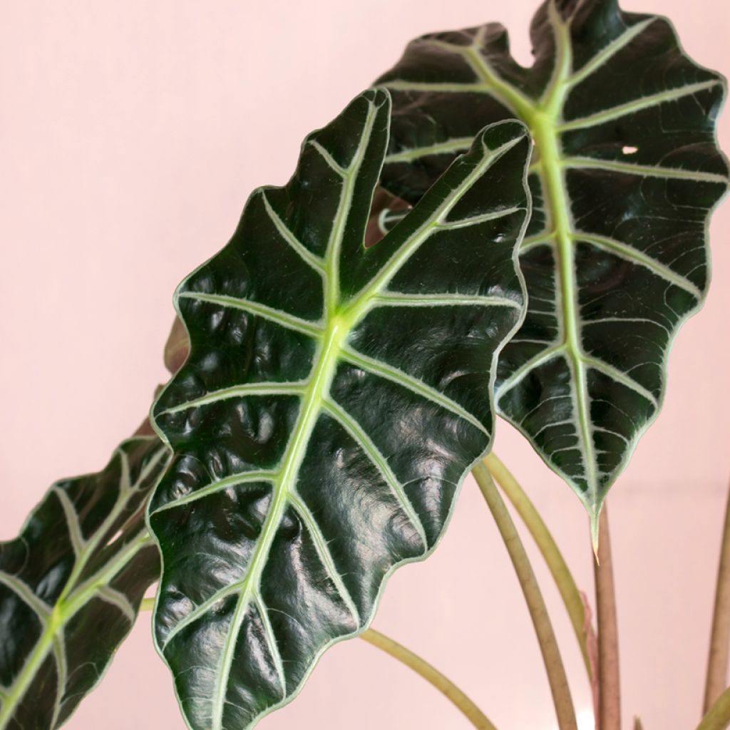 Alocasia Curly Bambino - Oreja de elefante