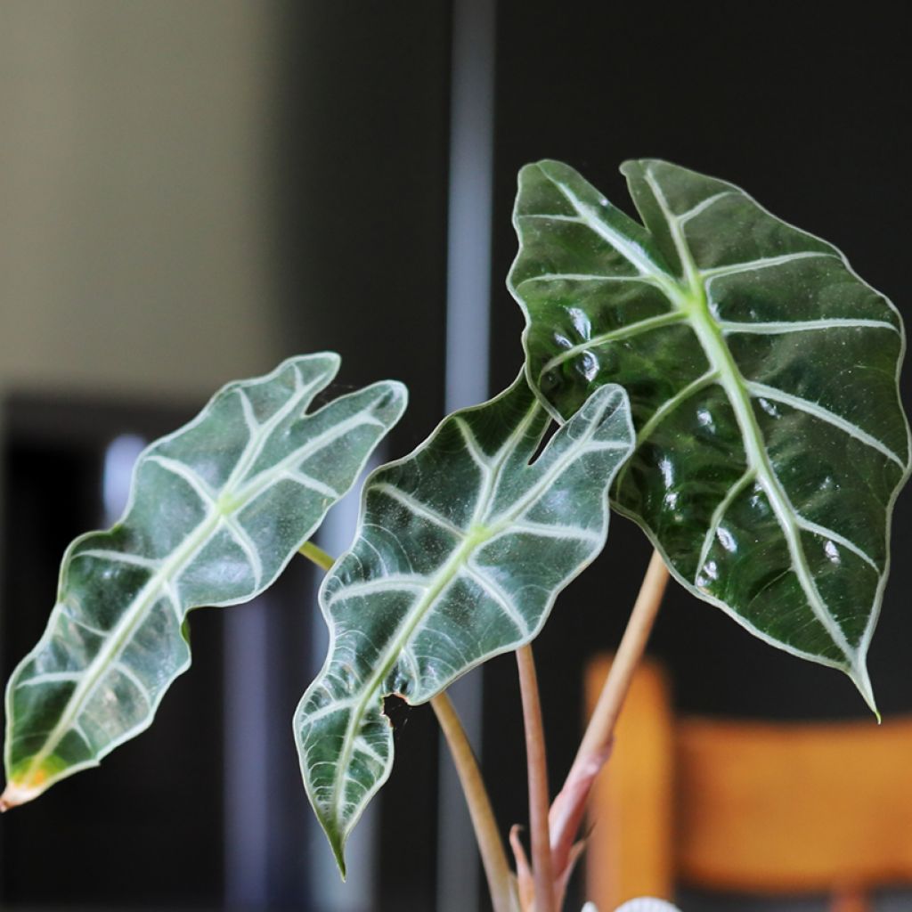 Alocasia Curly Bambino - Oreja de elefante