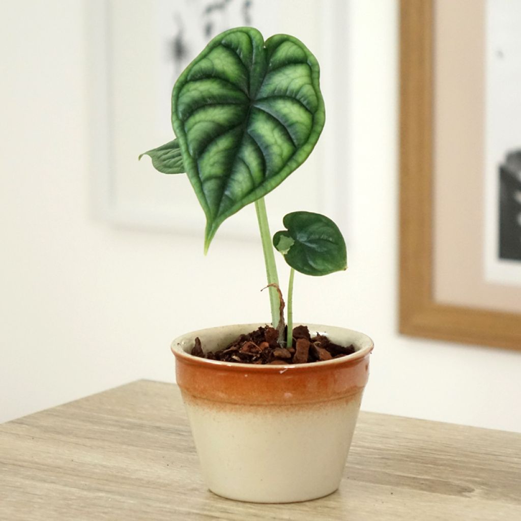 Alocasia Dragon Scale - Oreja de elefante
