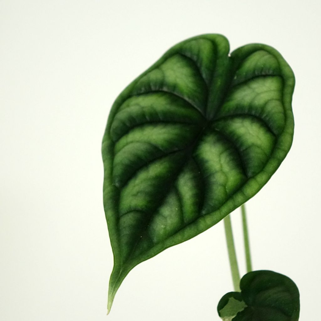 Alocasia Dragon Scale - Oreja de elefante