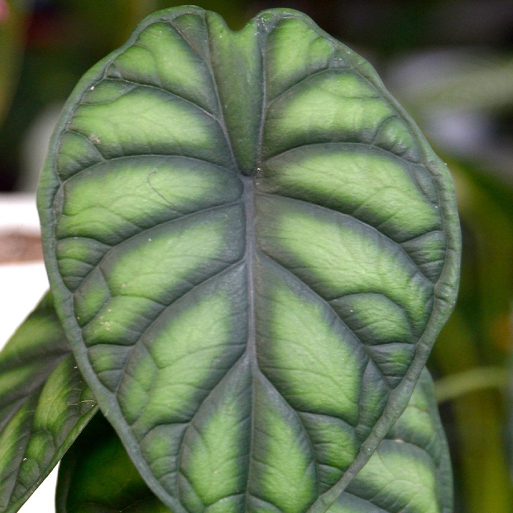 Alocasia Dragon Scale - Oreja de elefante