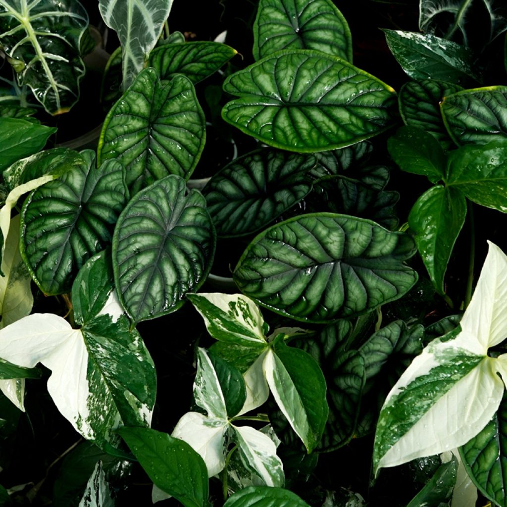 Alocasia Dragon Scale - Oreja de elefante