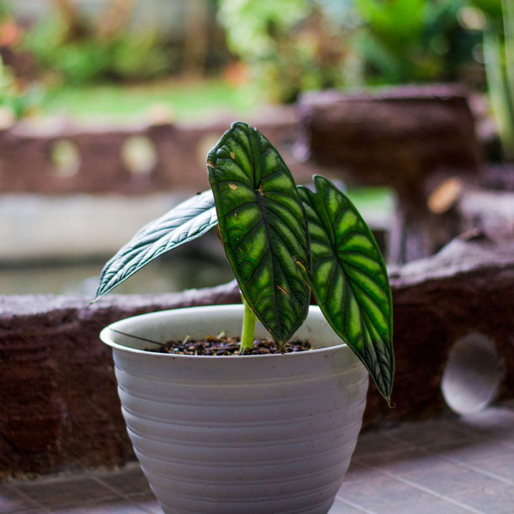 Alocasia Dragon Scale - Oreja de elefante