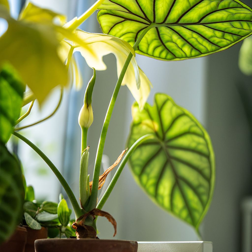 Alocasia Dragon Scale - Oreja de elefante