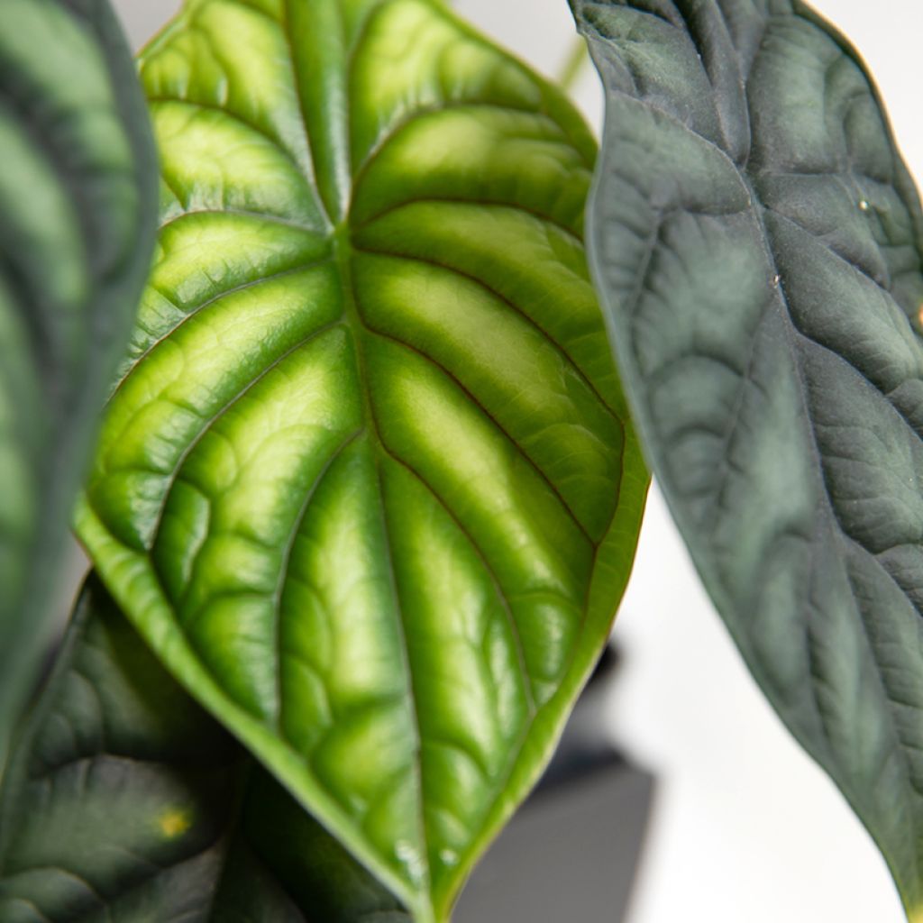 Alocasia Dragon Scale - Oreja de elefante