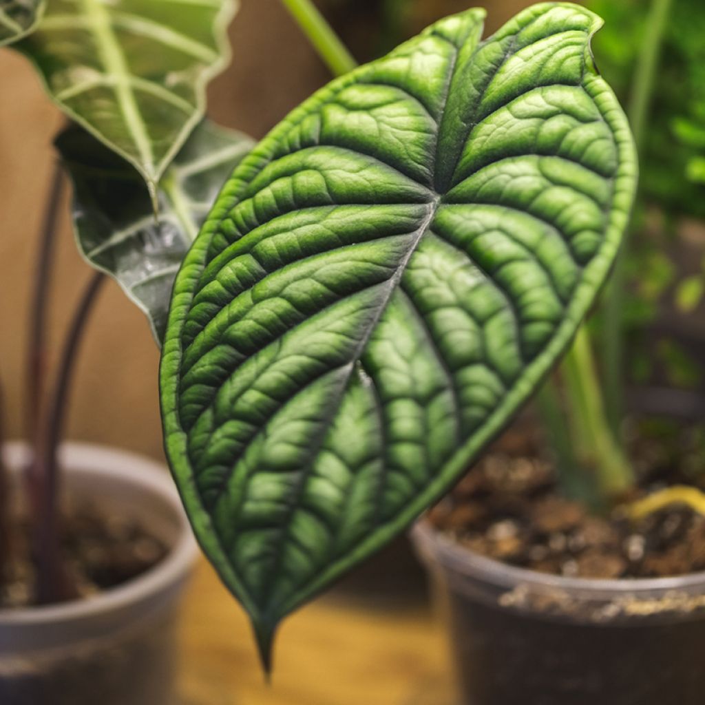 Alocasia Dragon Scale - Oreja de elefante