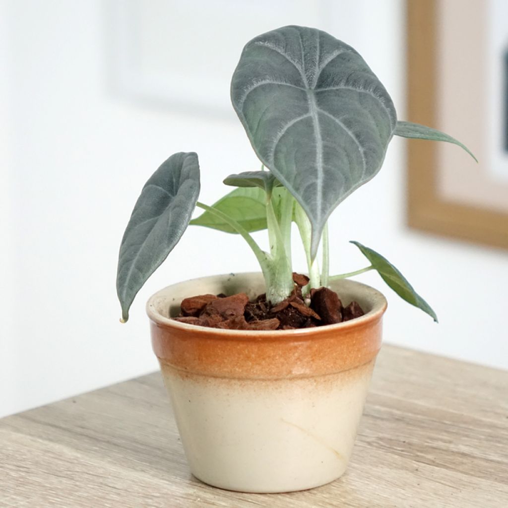 Alocasia Maharani - Oreja de elefante