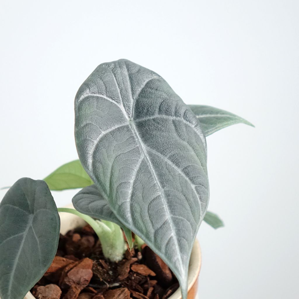 Alocasia Maharani - Oreja de elefante