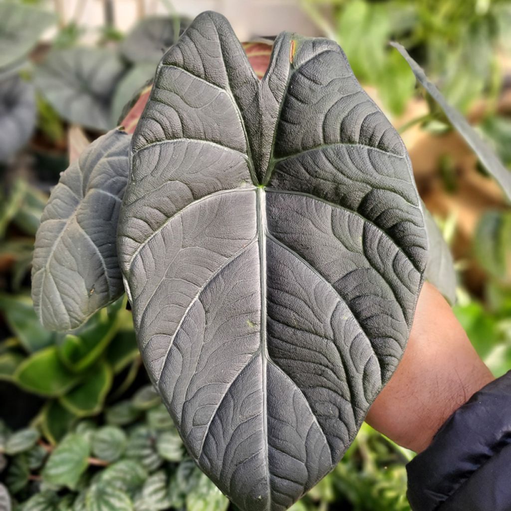 Alocasia Maharani - Oreja de elefante