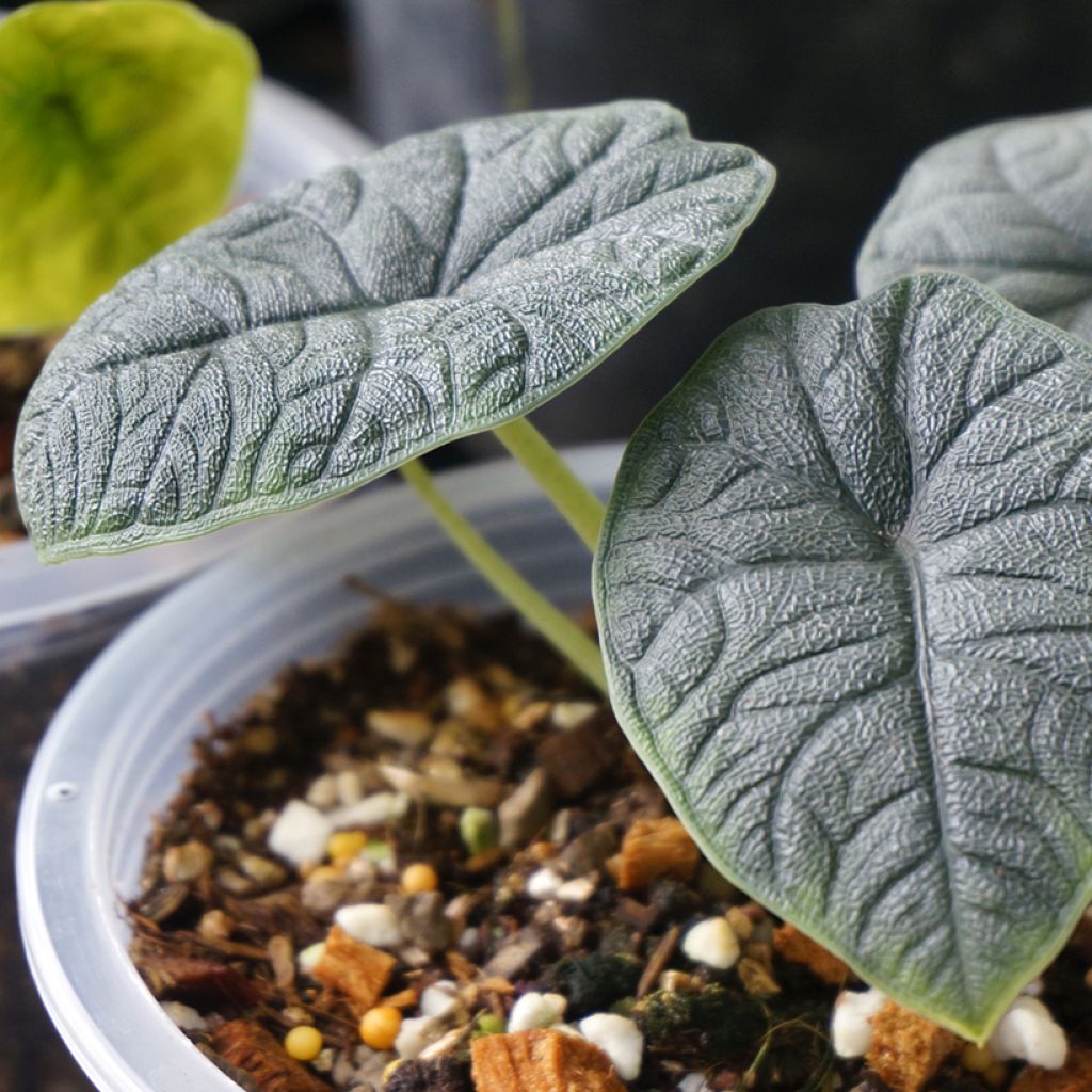 Alocasia melo - Oreja de elefante