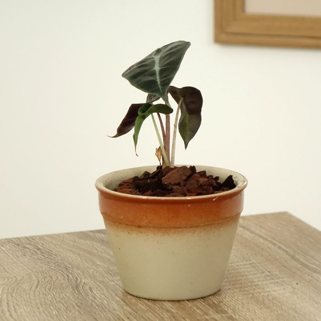 Alocasia Polly - Oreja de elefante