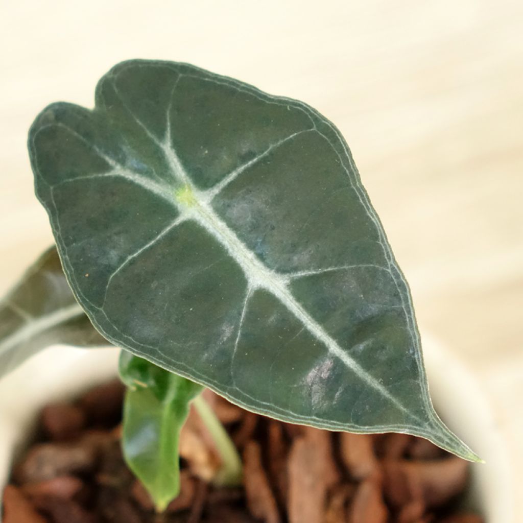 Alocasia Polly - Oreja de elefante