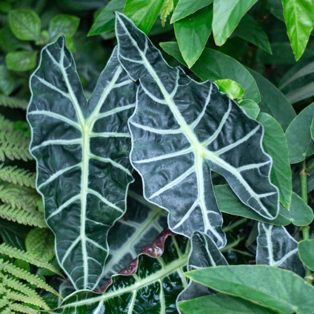 Alocasia Polly - Oreja de elefante