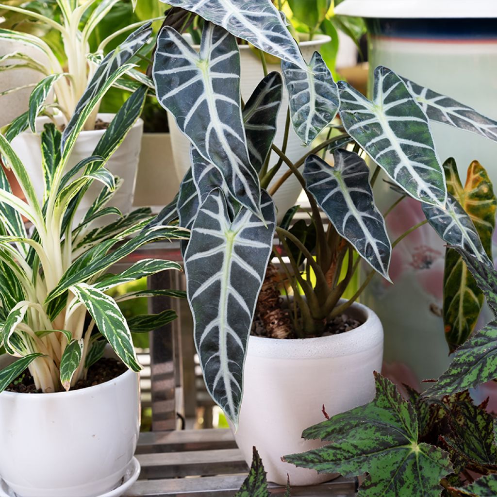 Alocasia Polly - Oreja de elefante
