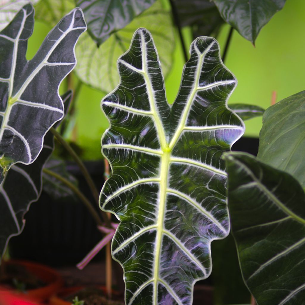 Alocasia Polly - Oreja de elefante