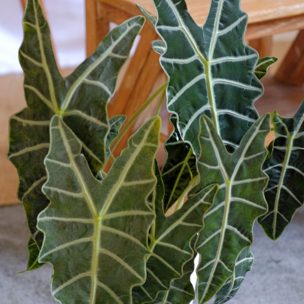 Alocasia Polly - Oreja de elefante