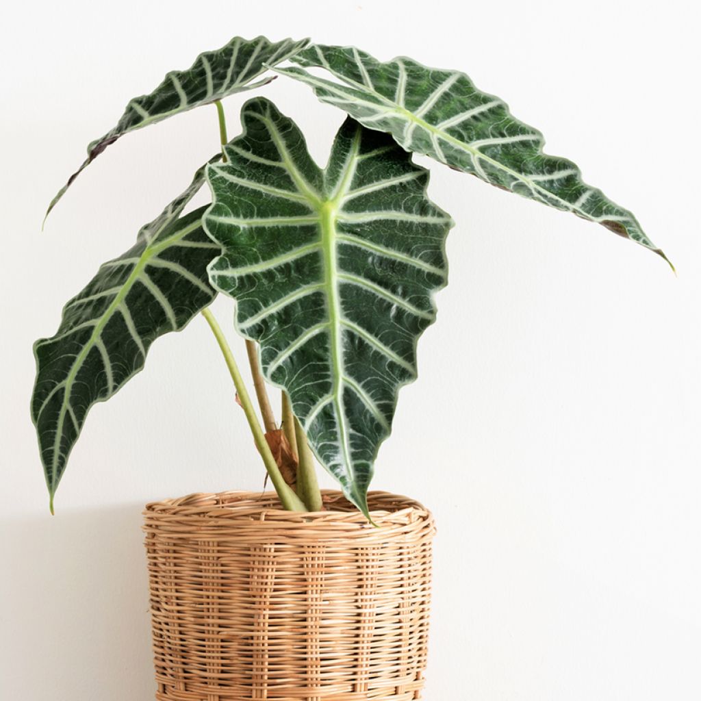 Alocasia Polly - Oreja de elefante