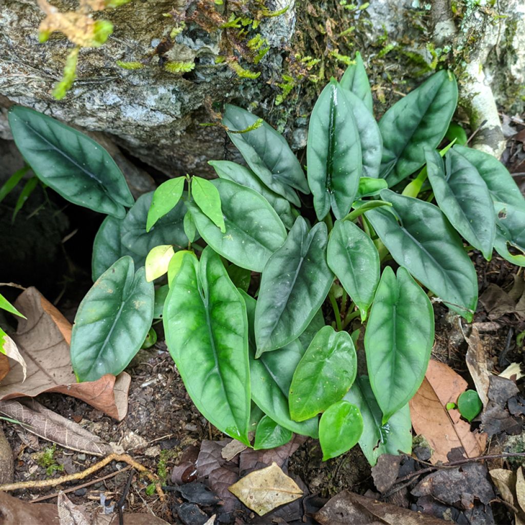 Alocasia reversa - Oreja de elefantephante