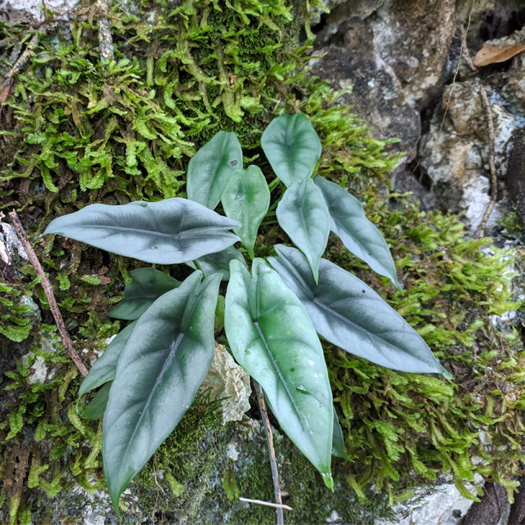 Alocasia reversa - Oreja de elefantephante