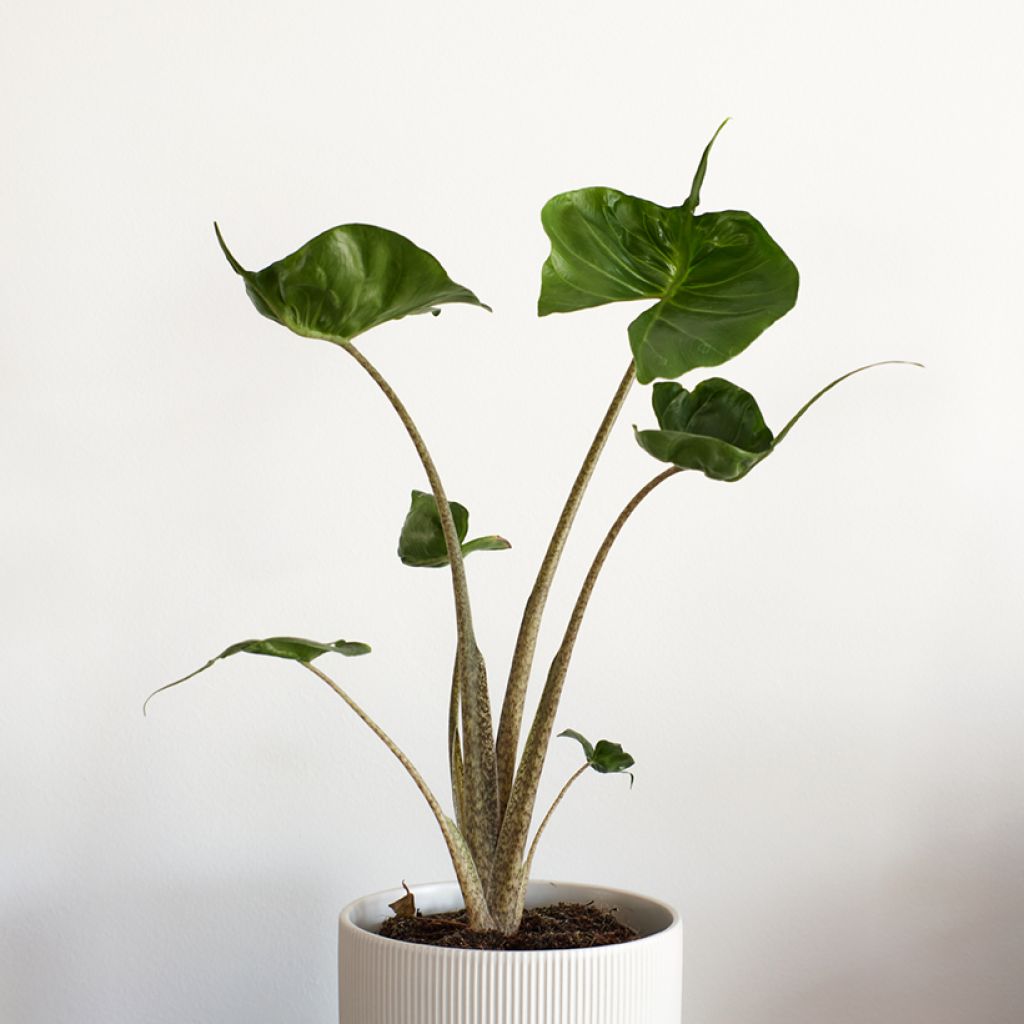 Alocasia Stingray - Oreja de elefantephante