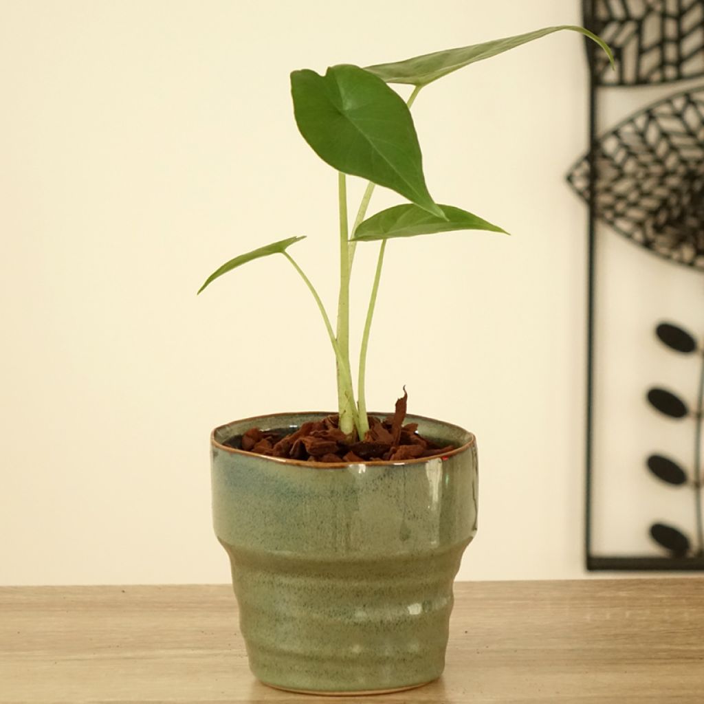 Alocasia Sumo - Oreja de elefantephante