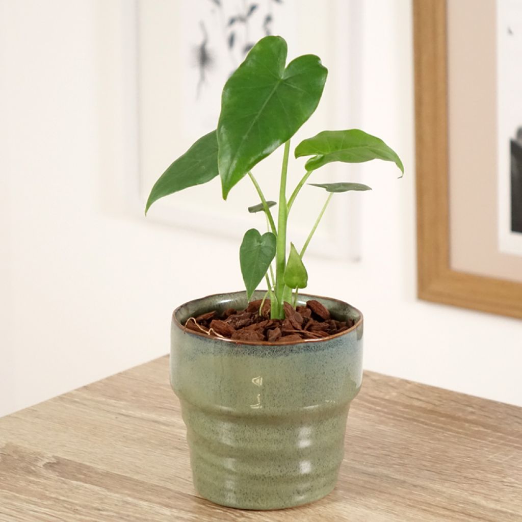 Alocasia California - Oreja de elefantephante