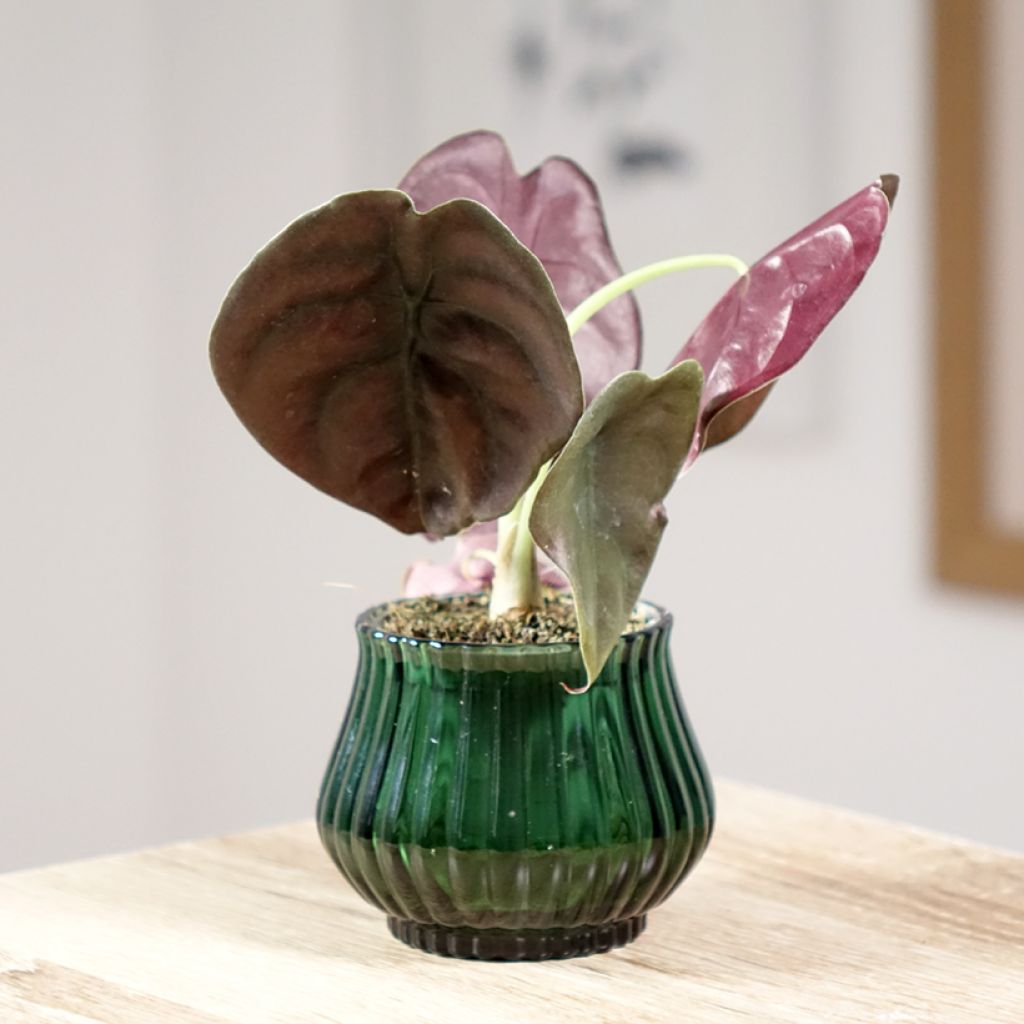 Alocasia cuprea Red - Oreja de elefantephante