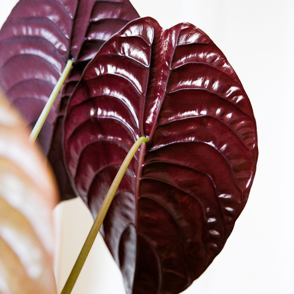 Alocasia cuprea Red - Oreja de elefantephante