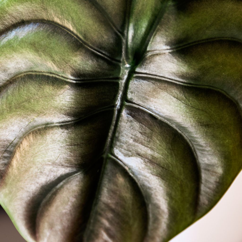 Alocasia cuprea Red - Oreja de elefantephante