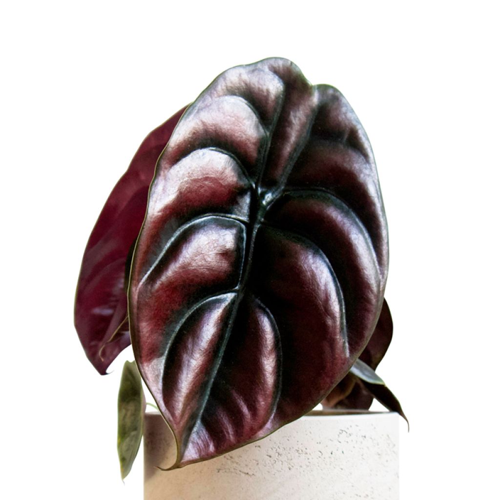 Alocasia cuprea Red - Oreja de elefantephante