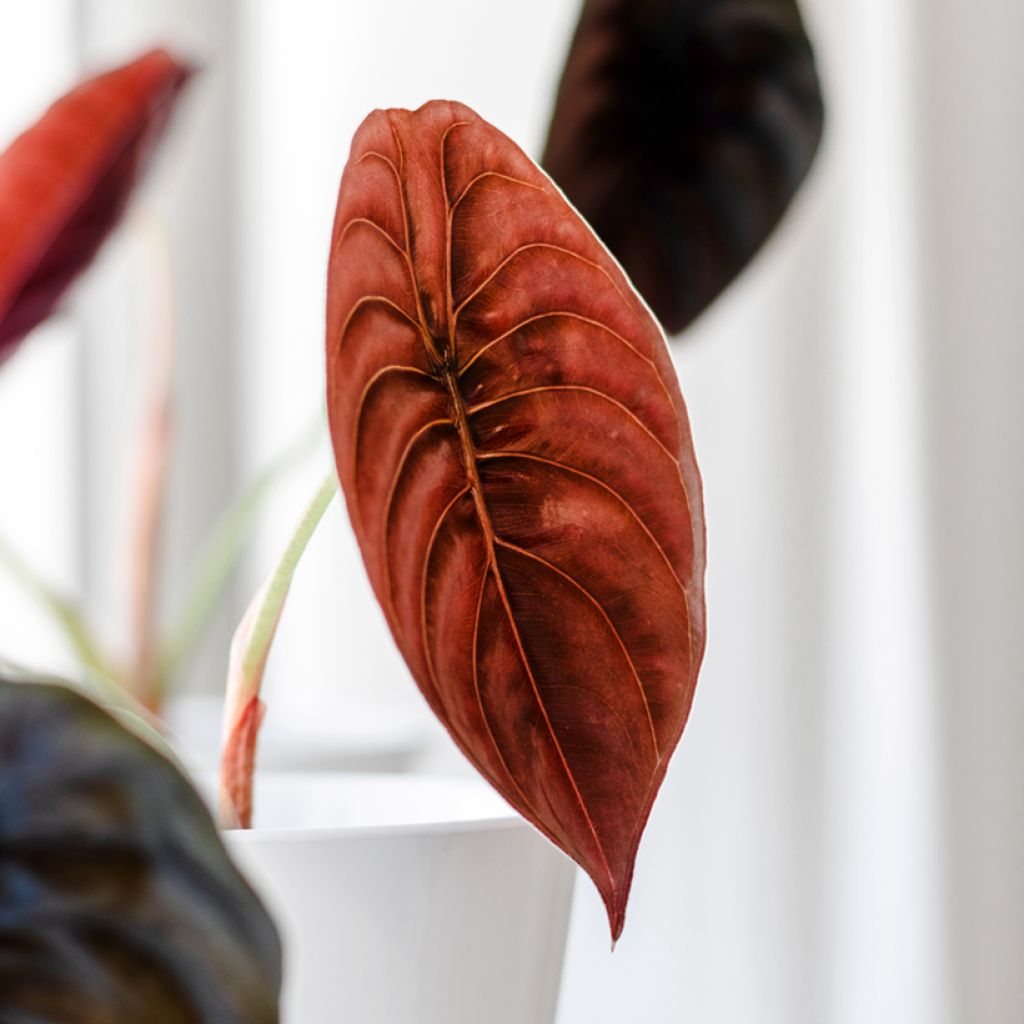 Alocasia cuprea Red - Oreja de elefantephante