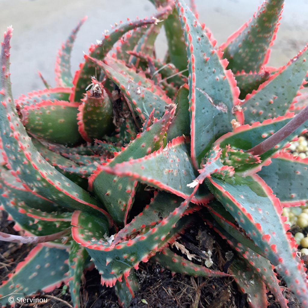 Aloe Christmas Carol - Aloe