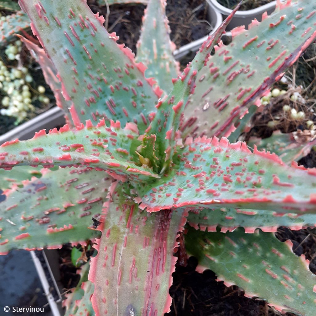 Aloe Christmas Carol - Aloe