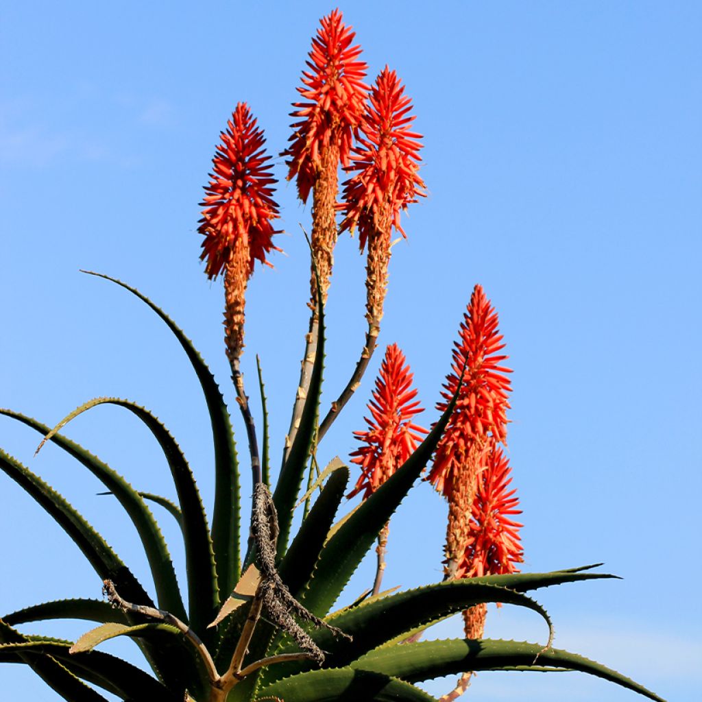 Aloe arborescens - Áloe candelabro