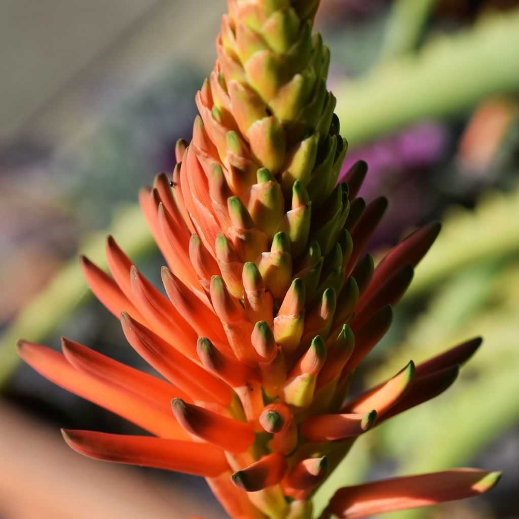 Aloe arborescens - Áloe candelabro