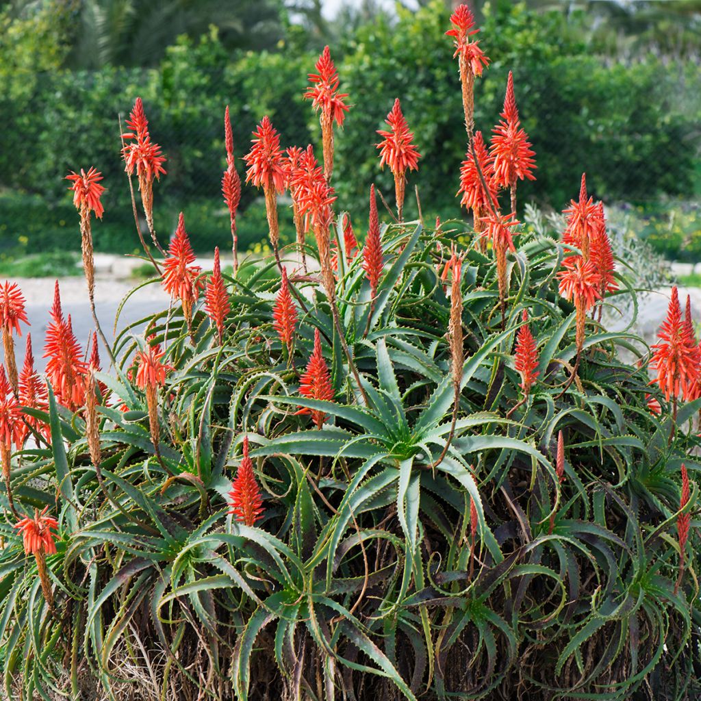 Aloe arborescens - Áloe candelabro