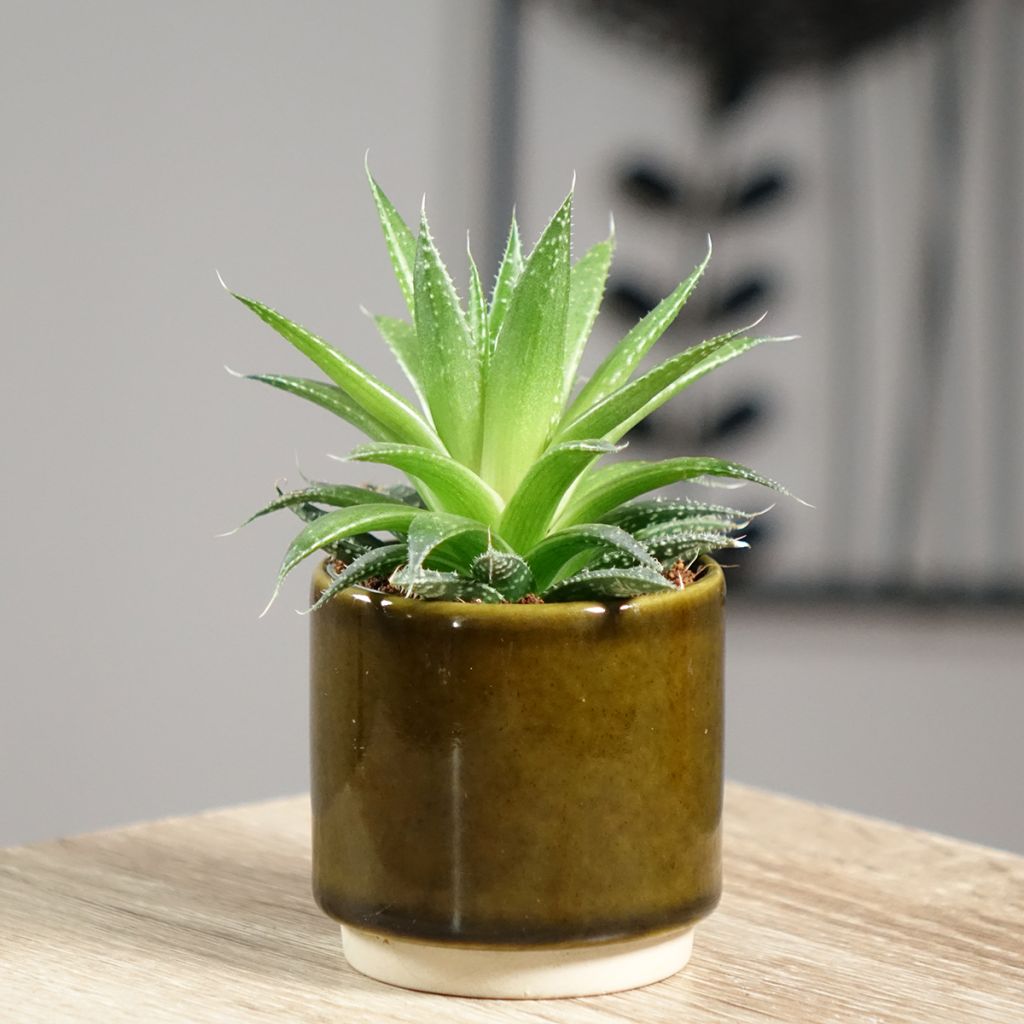 Aloe aristata - Planta antorcha