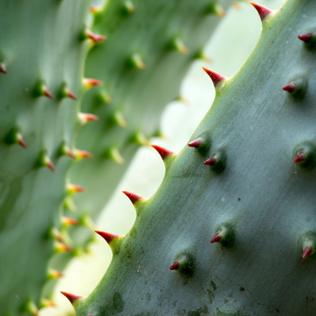 Aloe marlothii - Aloe de montaña