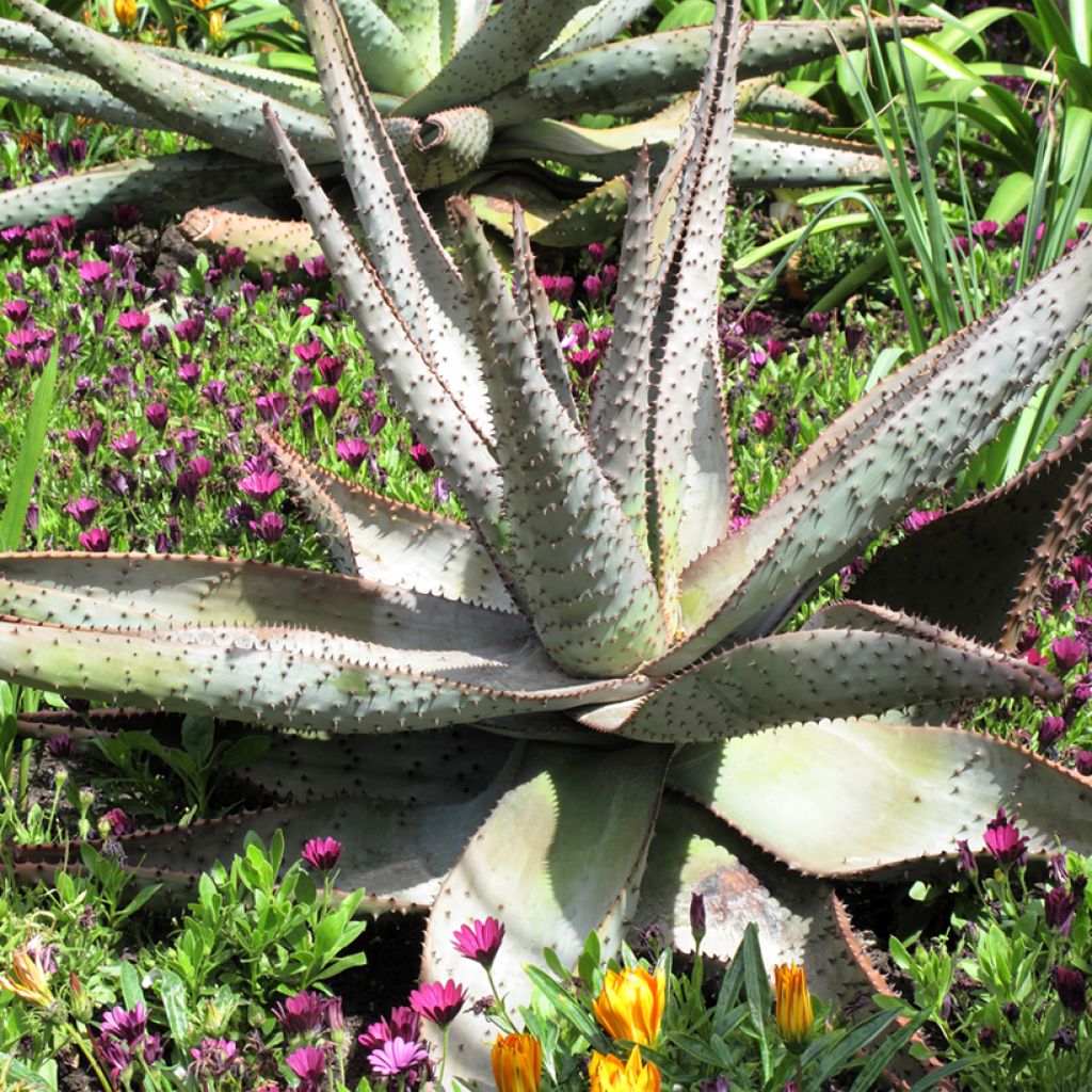 Aloe marlothii - Aloe de montaña
