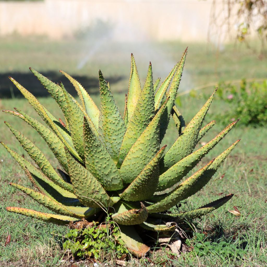 Aloe marlothii - Aloe de montaña