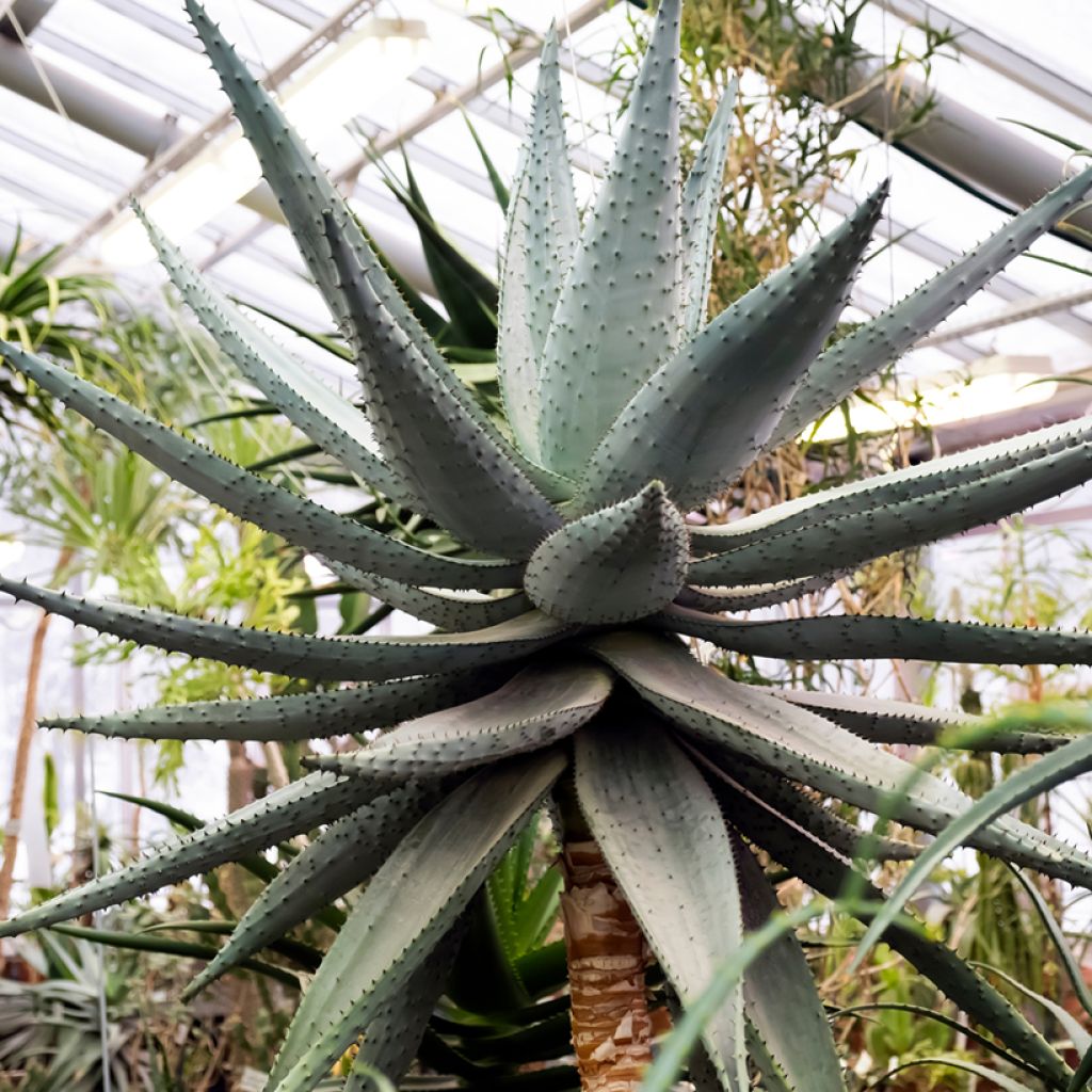 Aloe marlothii - Aloe de montaña