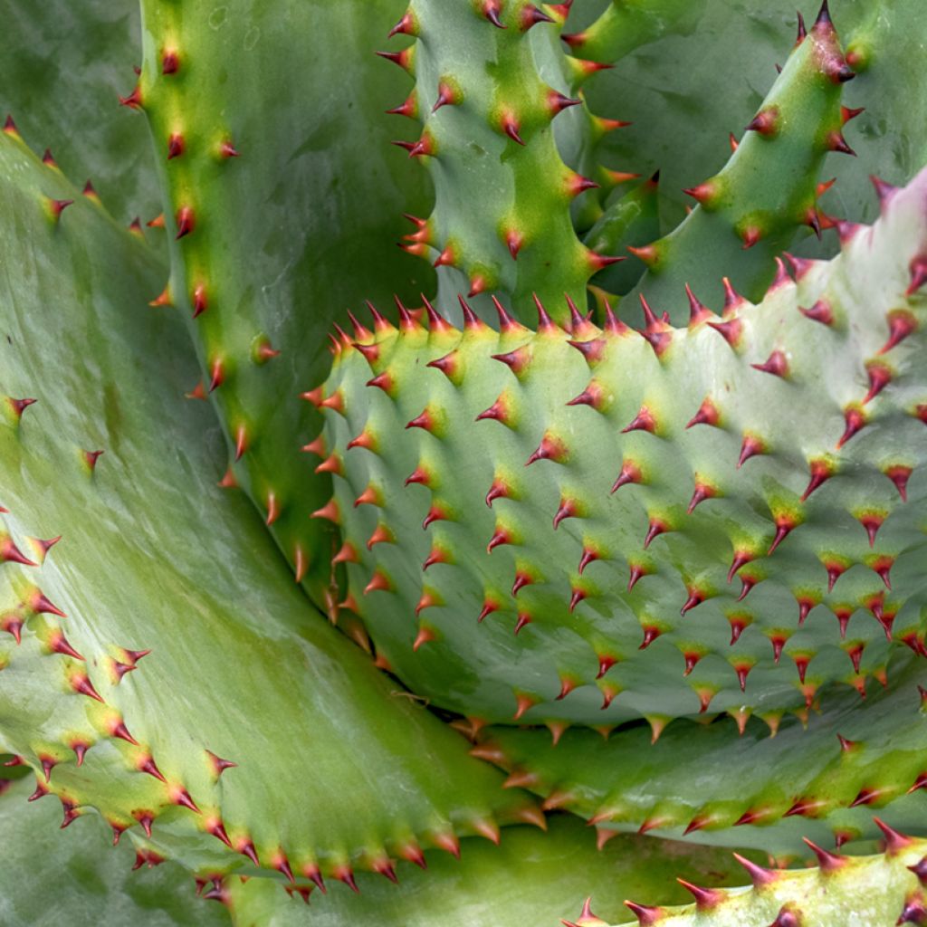 Aloe marlothii - Aloe de montaña